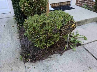 Michael C.'s Bush Trimming service result