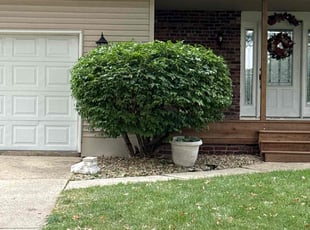 Dong N.'s grass cutting service result