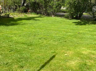 Mark H.'s turf care service result