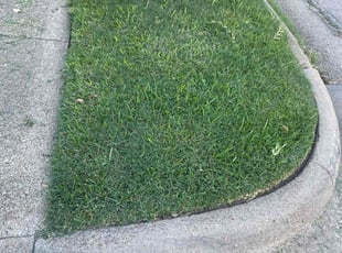 Michael B.'s turf care service result