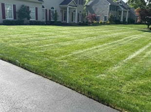 Wenzhen J.'s lawn care service result
