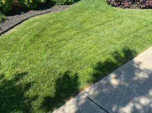 Jessica G.'s grass cutting service result