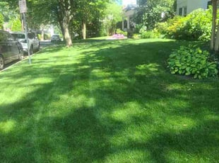 Lisa M.'s grass cutting service result