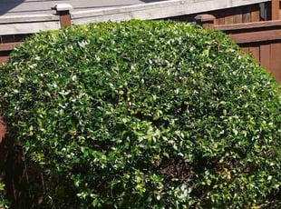 Sterling K.'s Bush Trimming service result