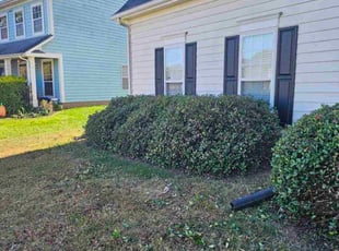 Rima S.'s Bush Trimming service result