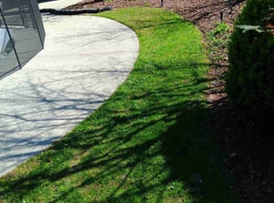 Dave B.'s grass maintenance service result