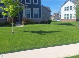 Lisa M.'s grass cutting service result