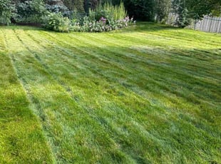 Devin C.'s lawn care service result