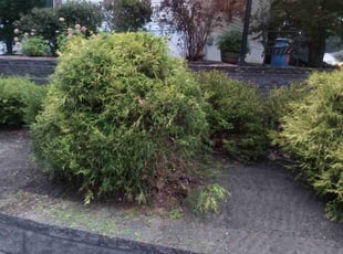 Jasmine B.'s Bush Trimming service result