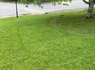 Eddwenna B.'s lawn care service result