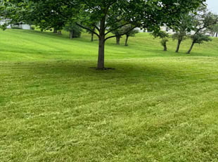 Betty M.'s grass maintenance service result