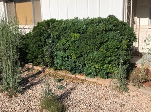 Patricia S.'s Bush Trimming service result