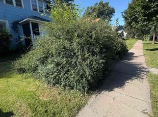 Michael S.'s Bush Trimming service result