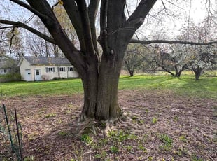 Linda J.'s turf care service result