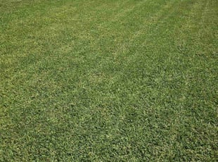 Edward K.'s turf maintenance service result