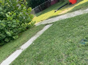 Alicia K.'s turf care service result