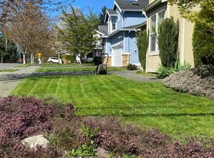 Tanizha V.'s turf maintenance service result