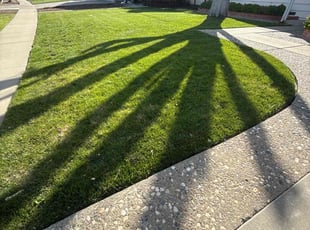Beverly P.'s turf maintenance service result