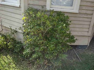 Stephen R.'s Bush Trimming service result