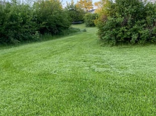Chandra U.'s grass maintenance service result