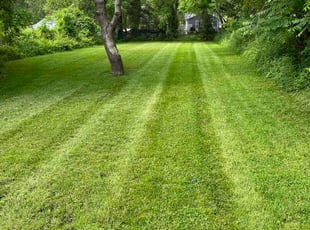 Tyeisha S.'s turf maintenance service result