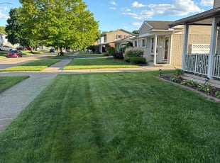 Rose D.'s turf maintenance service result