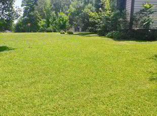 Richard W.'s turf care service result