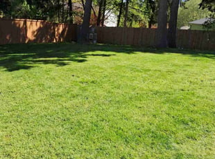 Jeff O.'s turf care service result