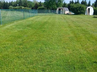 Crystal A.'s Long Grass Cleanup service result