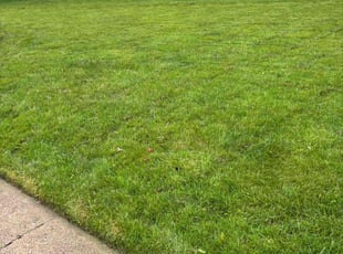 Mary M.'s lawn service service result