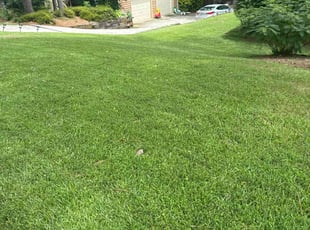 Delano T.'s turf care service result