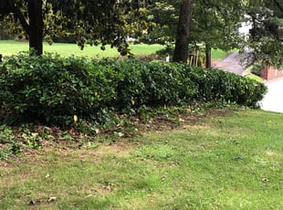 Tracey M.'s Bush Trimming service result