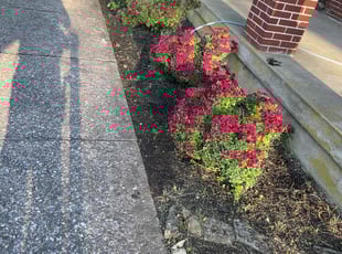 Kirk B.'s Flower Bed Weeding service result