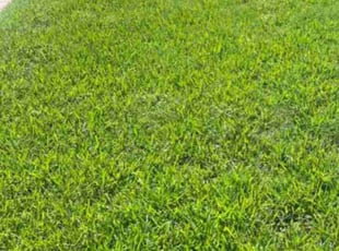 Yvonne J.'s lawn care service result