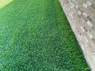 Lola H.'s grass maintenance service result