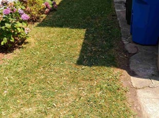 Jemps S.'s lawn service service result