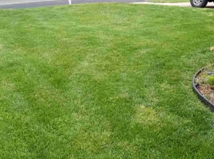 Jessica D.'s turf care service result