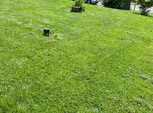 Gene R.'s lawn maintenance service result