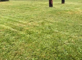 Charles D.'s grass cutting service result