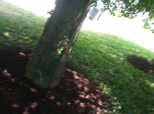 James R.'s Bush Trimming service result