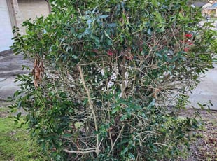 Herb S.'s Bush Trimming service result