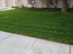 Cassie C.'s lawn maintenance service result