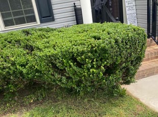 Travis K.'s Bush Trimming service result