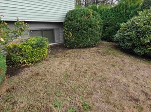 Patrick S.'s Bush Trimming service result