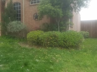 Polly M.'s Bush Trimming service result