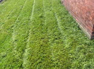 Eleni K.'s lawn care service result