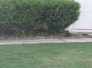 Anthony L.'s Bush Trimming service result