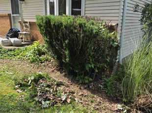 Derek N.'s Bush Trimming service result