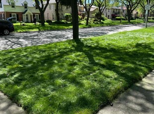Tracy L.'s turf maintenance service result