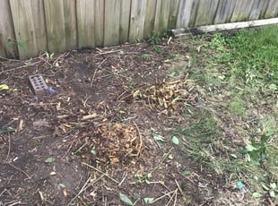 Jason H.'s Bush Trimming service result